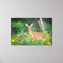 Search for fawn canvas prints White tailed deer