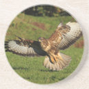Search for kite home living Birds