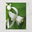 Search for orange blossoms postcards Bloom