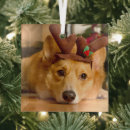 Search for corgi decor Pembroke welsh corgi