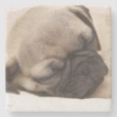 Search for dog sleeping barware Close up