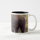 Search for grizzly bear mugs Usa