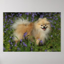 Search for looking at camera posters Dog