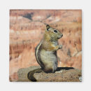 Search for ground magnets Chipmunk
