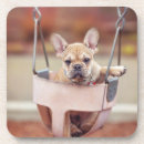 Search for purebred coasters Canine