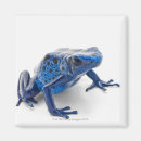 Search for frog magnets Cold blooded