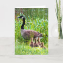 Search for waterbirds cards Swan