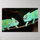 Search for chameleon posters Reptiles