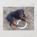Search for rottweiler puppy postcards Dog