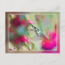 Search for fuchsia flower postcards Red
