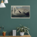 Search for white swan posters Vintage