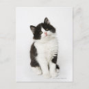 Search for looking at camera postcards Vertical