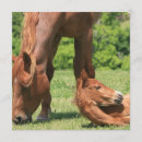 Search for mare invitations Equestrian