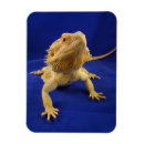 Search for bearded magnets Cute