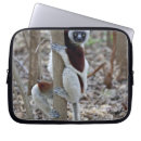 Search for lemur cases Primate