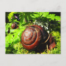 Search for snail Pink