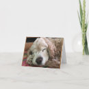 Search for 70th dog birthday cards Veterinarian