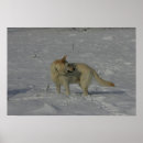 Search for german shepherd photo posters Alsatian