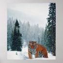 Search for tiger posters Winter