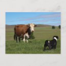 Search for confrontational postcards Horizontal