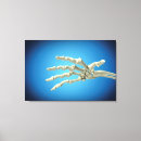 Search for phalanges Medicine