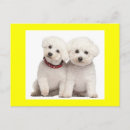 Search for bichon frise birthday cards Puppy