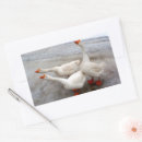 Search for snow goose stickers Geese