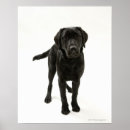 Search for full image posters Black