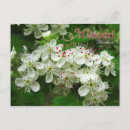 Search for hawthorne postcards Blossom