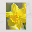 Search for yellow daffodil postcards Photography