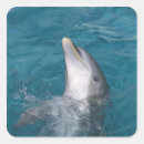 Search for bottlenose stickers Outdoors