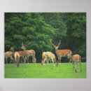 Search for family tree posters Forest