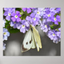 Search for butterflies posters Pretty