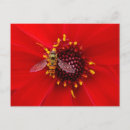 Search for hovering postcards Insect