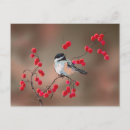 Search for chickadee postcards Birds
