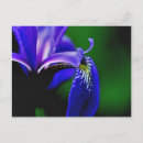 Search for flags photography Flower