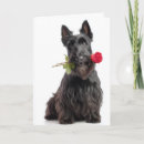 Search for scottish terrier cards Animal