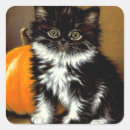 Search for black and white cat stickers Spooky