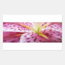 Search for pink stargazer lilies stickers Nature