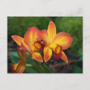 Search for breeders postcards Grower