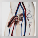 Search for endocrin posters Internal organs