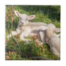 Search for lamb tiles Farm