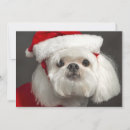 Search for claus photography Pets