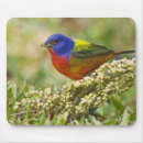 Search for plumage electronics Nature