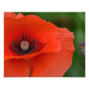 Search for poppy paintings posters Blossom