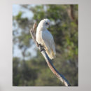 Search for corella Bird