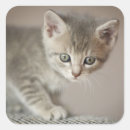 Search for mammal stickers Pet