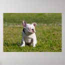 Search for black and white dog posters Bulldog