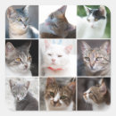 Search for cat photo stickers Animals