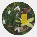 Search for spring daffodil stickers Nature